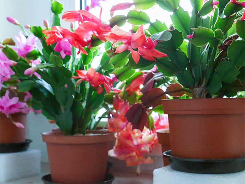 Comment entretenir un cactus de Noël ?