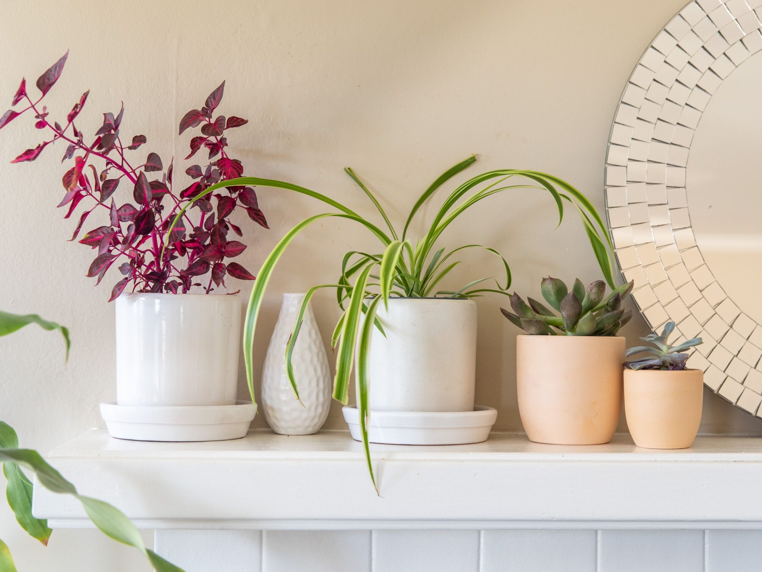 Installer des plantes dépolluantes chez soi comme décoration