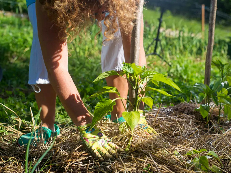 Comment faire un jardin potager pour débutant ?