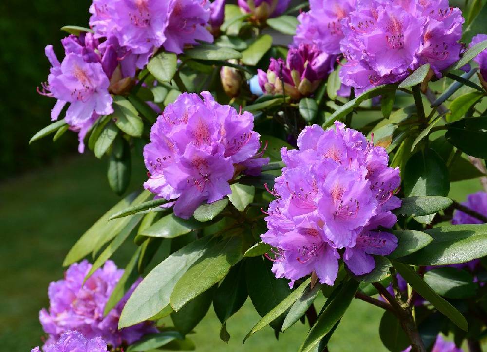 Planter le rhododendron dans son jardin