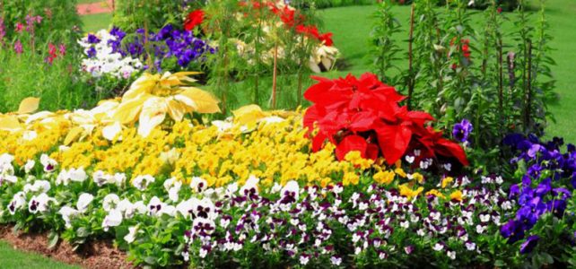 Comment obtenir rapidement un beau jardin bien fleuri ?