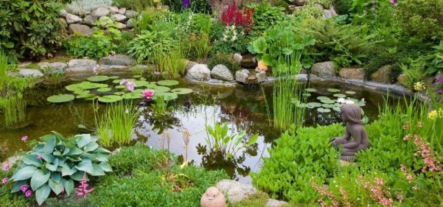 Quelle plante aquatique pour petit bassin ?